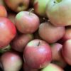 Apple - Pink Lady - SPECIAL - 2kg for $10