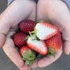 Strawberries - PREMIUM - Punnet (250g)