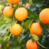 Oranges - Valencia (New Season) - SPECIAL - 2kg for $6