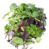 Salad Leaves - Forage Mix - 150g bag