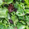 Salad Leaves - Mixed - Bag 120g