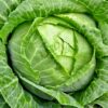 Cabbage - Green - Half