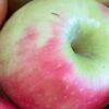 Apples - Pink Lady SPECIAL - 2kg for $10