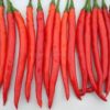 Chilli - Long Red - Each
